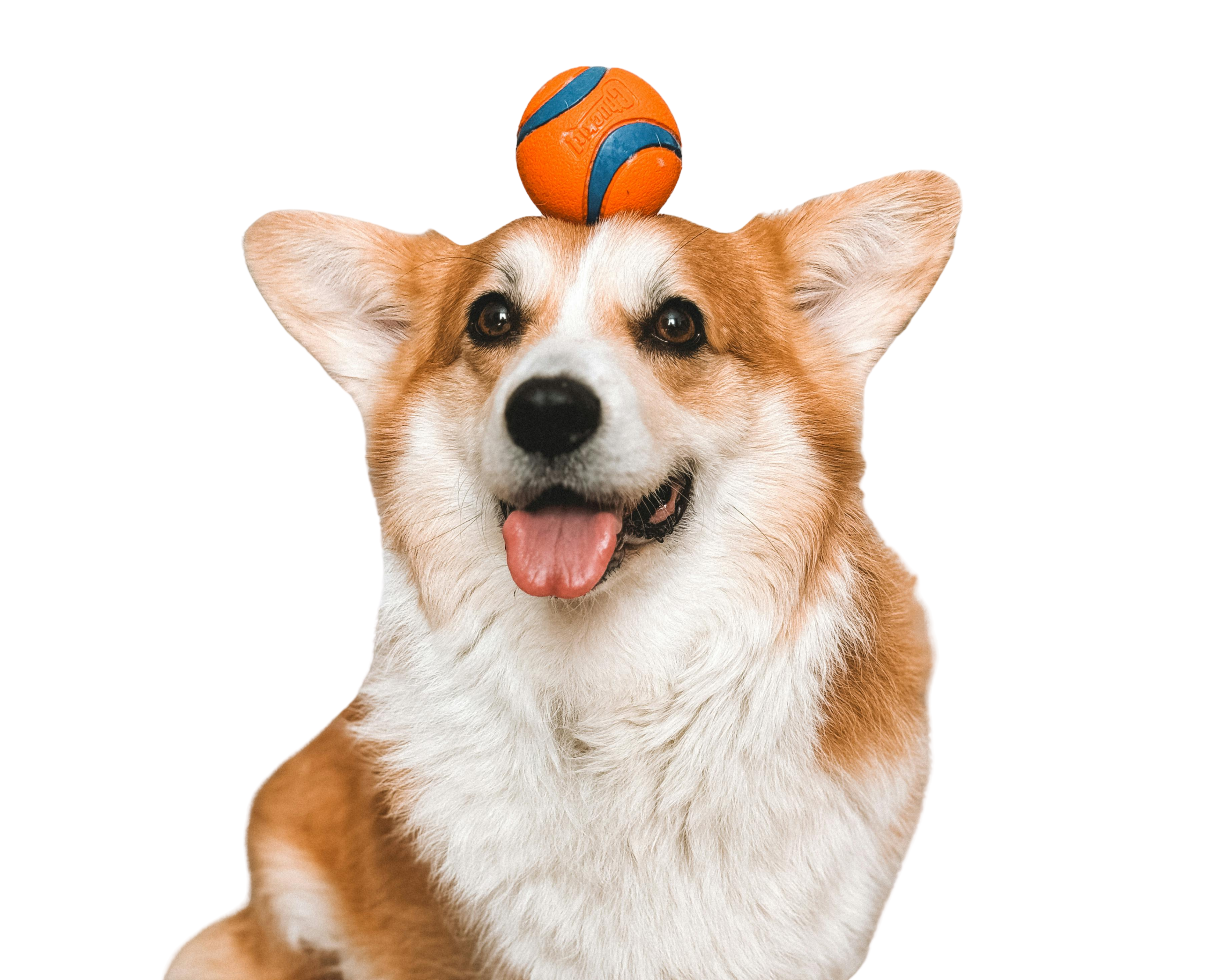The Benefits of Toy Rotation for Dogs: Keeping Playtime Fresh and Exciting