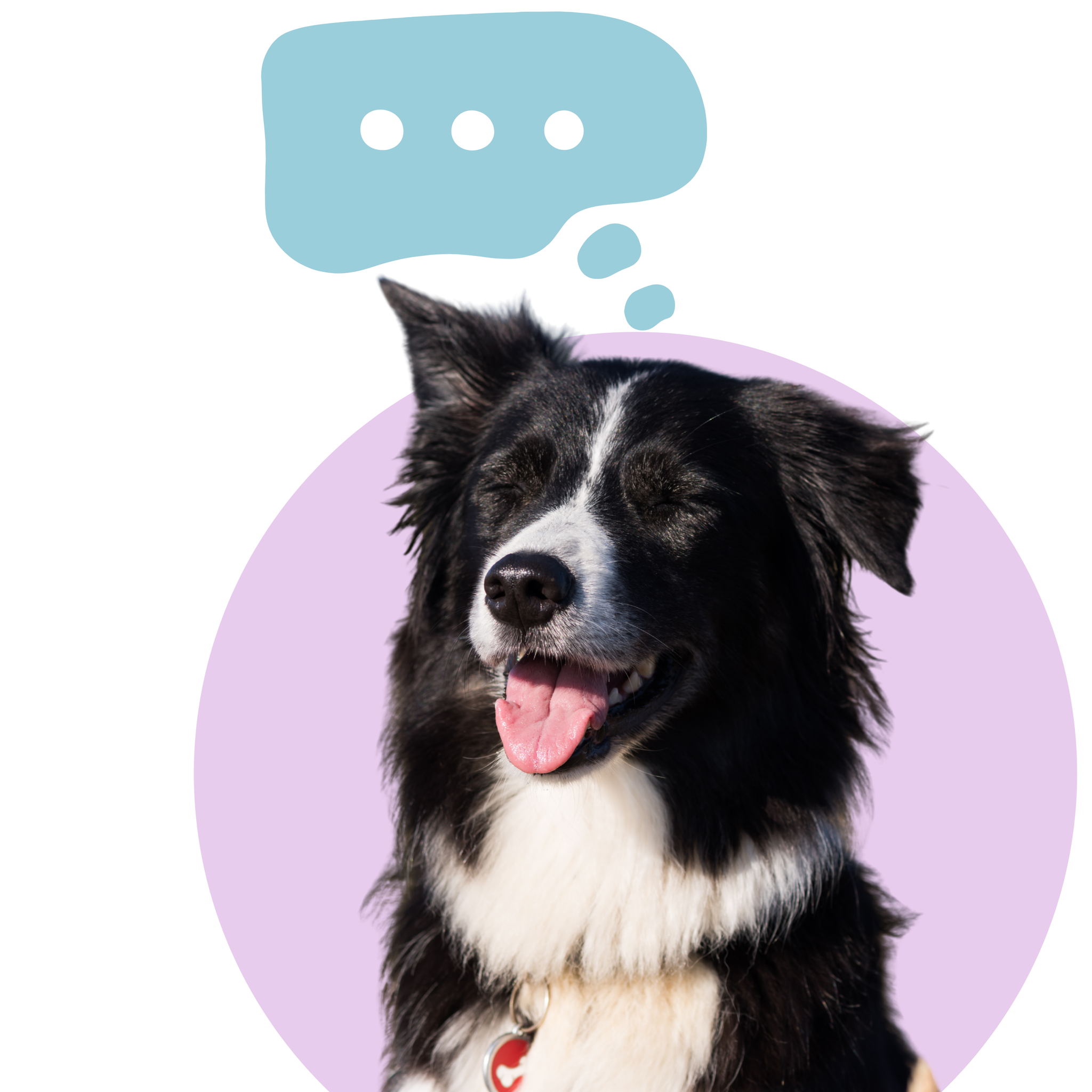 Boost Your Dog’s Happiness: The Power of Mental Stimulation