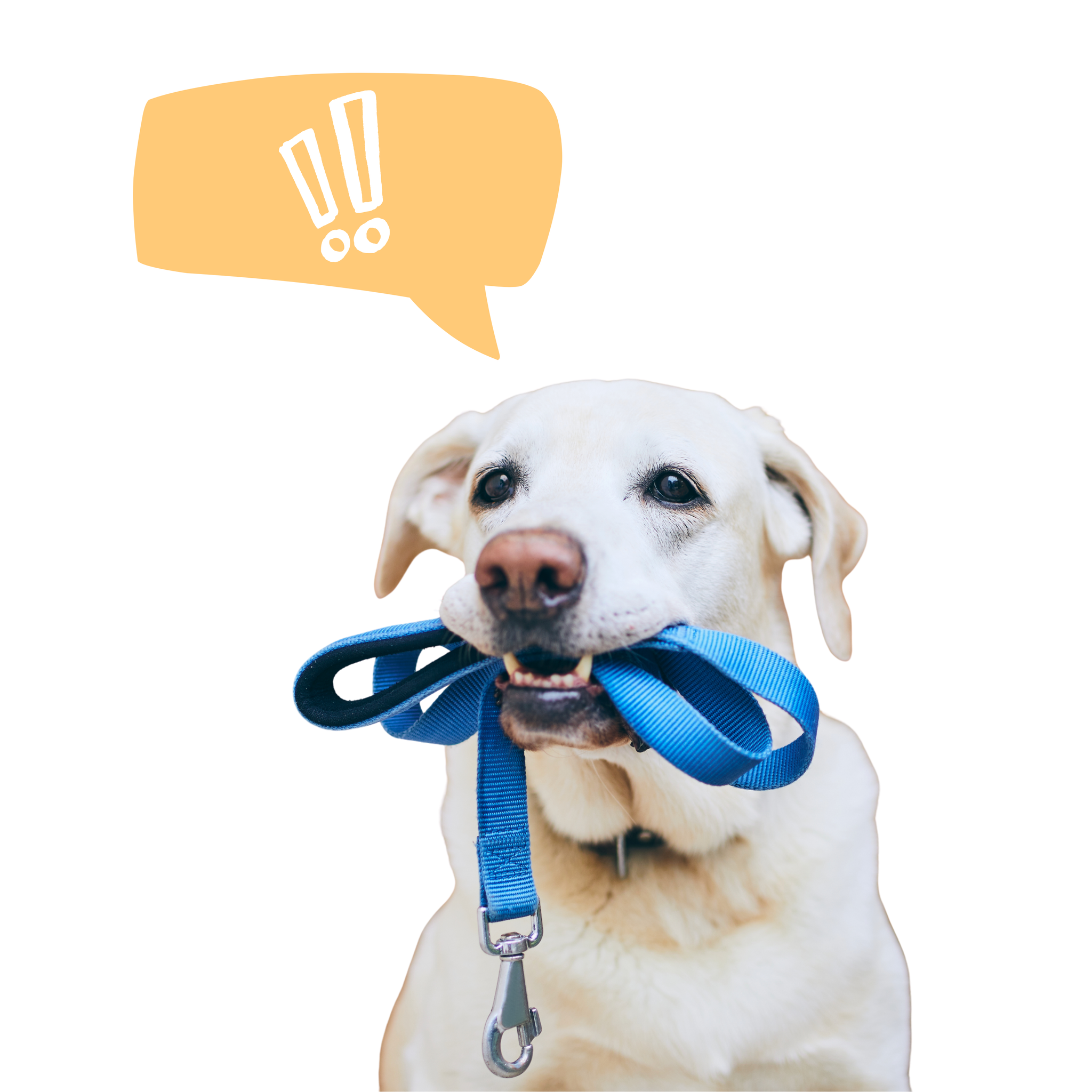 The Benefits of Walking Your Dog: A Guide for Pet Owners